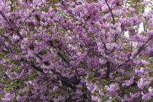 Che meraviglia questa fioritura !