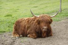 questa stupenda mucca di razza scozzese