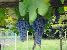 Pronti per la vendemmia