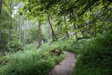 Il bosco che attraversiamo è un luogo incantato...