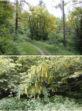 Dice il botanico: "maggiociondolo, giugnopendulo, lugliocascalo"